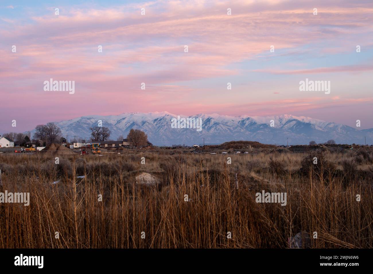 Ein schneebedecktes Feld mit üppigem, aufragendem Gras Stockfoto