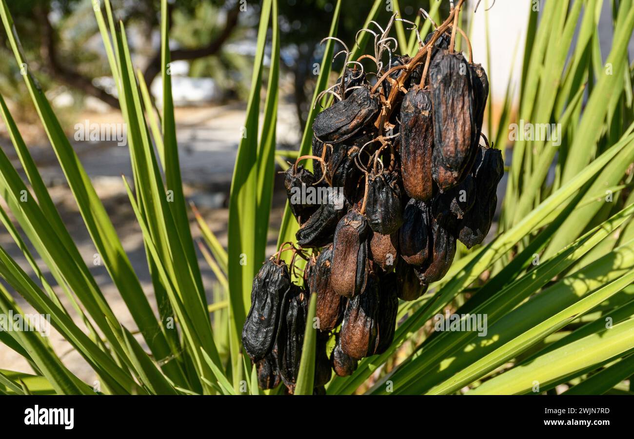 Nahaufnahme von Datteln, die auf Dattelpalme wachsen Stockfoto