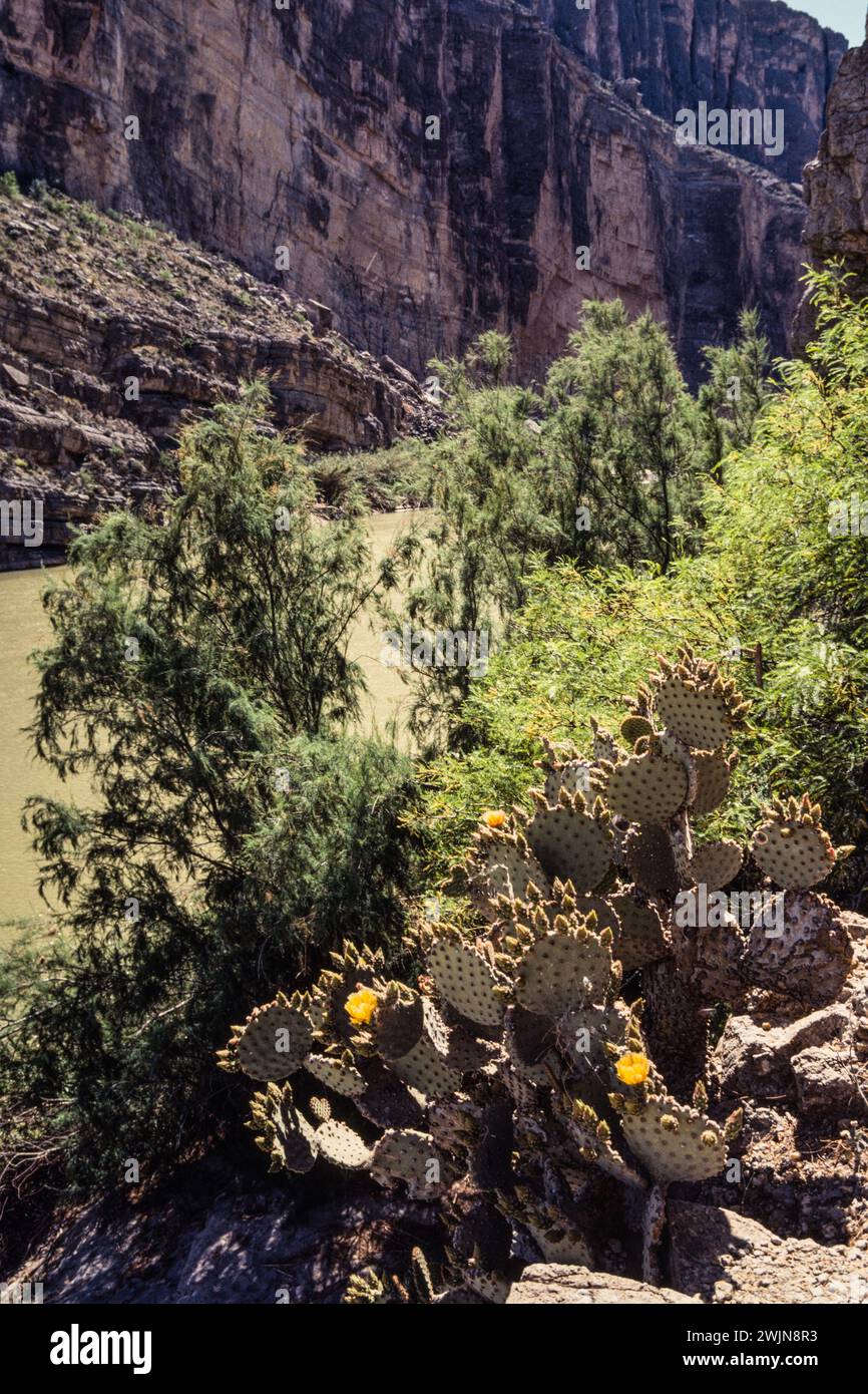 Ein Blind Feigenkaktus in Blüte am Ufer des Rio Grande im Santa Elena Canyon im Big Bend National Park. Stockfoto