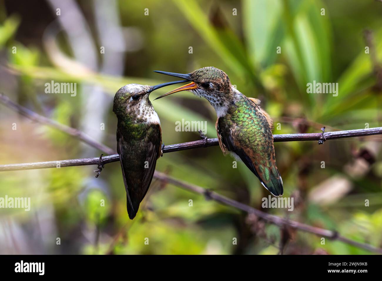 Ein Paar von Annas Kolibris (Calypte anna) auf einem Ast. Mutter füttert ihr Baby. Laguna Niguel, Kalifornien. Stockfoto