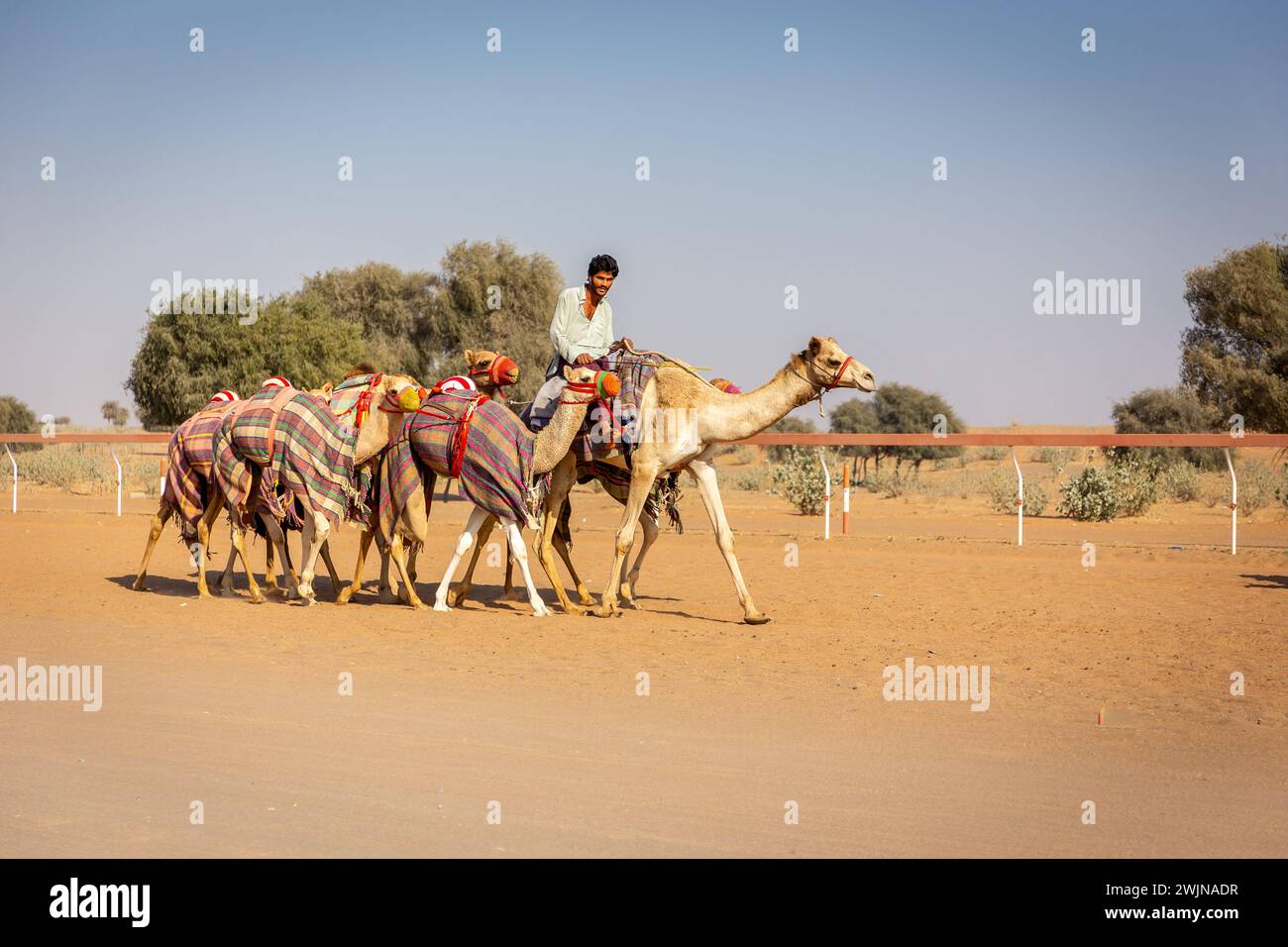 Al Digdaga, VAE, 24.12.20. Ein Kamelführer reitet und führt während des Renntrainings auf der Camel Race Track in den Vereinigten Arabischen Emiraten eine farbenfrohe Kamelkarawane. Stockfoto
