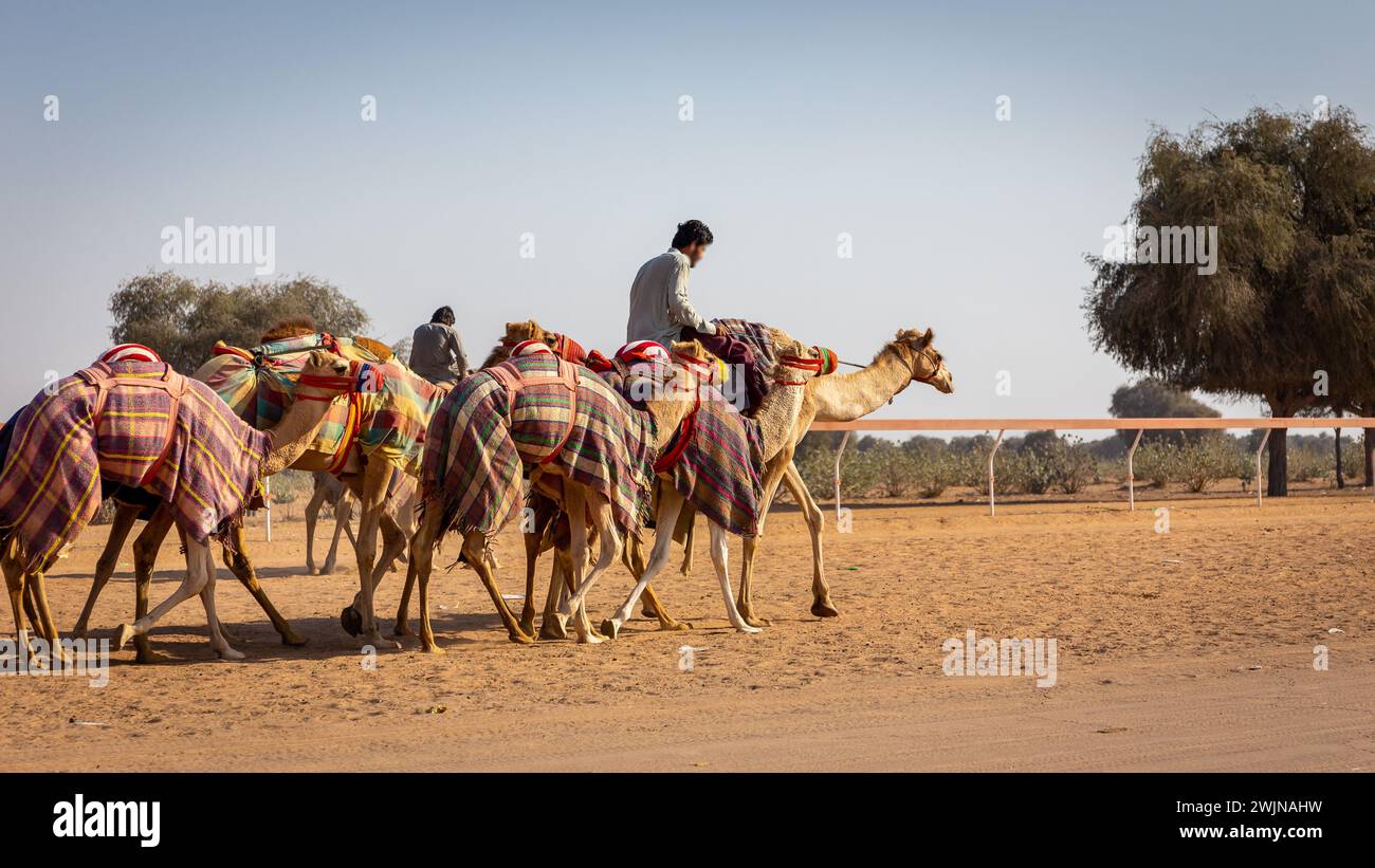 Ein Kamelführer reitet und führt während des Renntrainings auf der Camel Race Track in den Vereinigten Arabischen Emiraten eine farbenfrohe Kamelkarawane. Stockfoto
