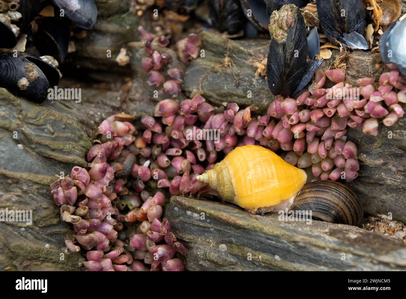 Hundeschuhn und Seeschnecke gegen leere rosa Eierhaufen Stockfoto