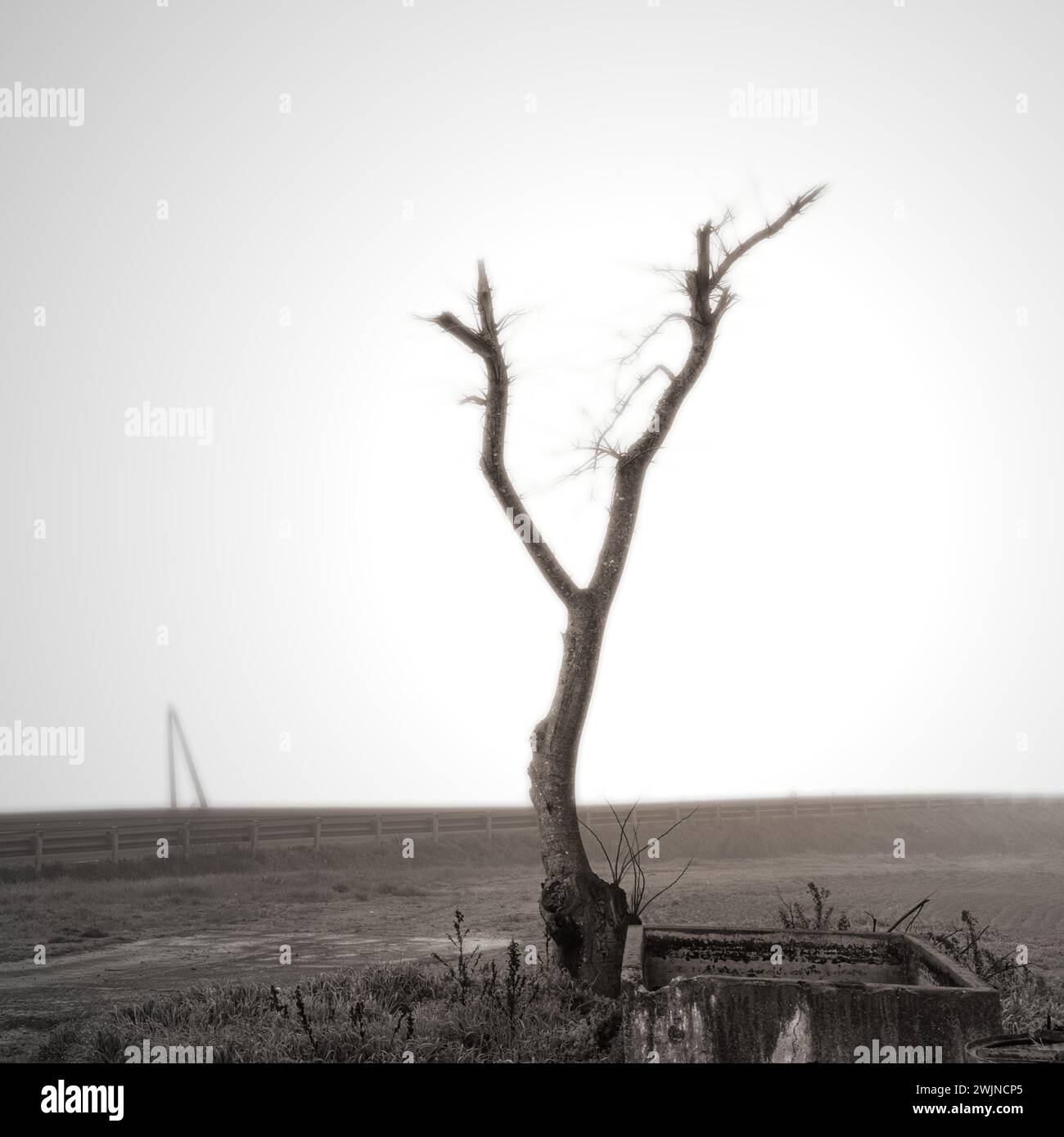 Traurige Landschaft mit Bäumen und Formen, umgeben von Nebel Stockfoto