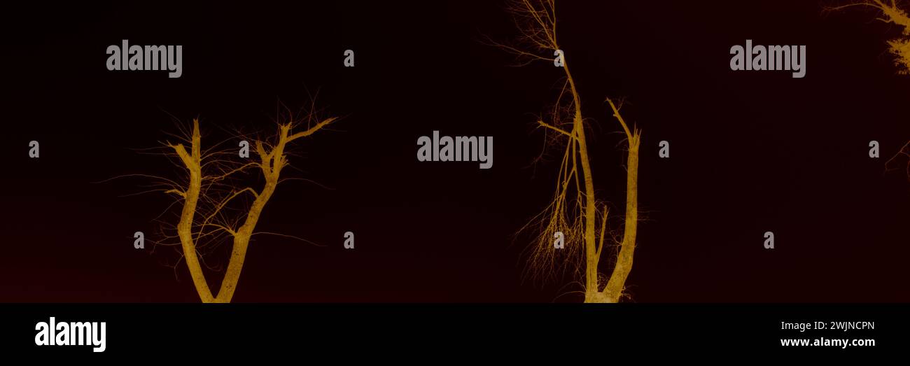 Traurige Landschaft mit Bäumen und Formen, umgeben von Nebel Stockfoto