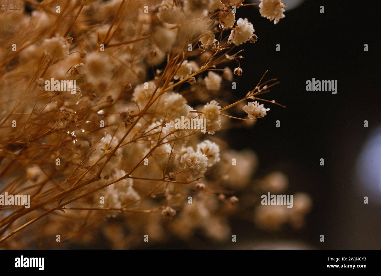 Getrocknete beige Blüten auf schwarzem Hintergrund. Kleine getrocknete Blütenstände von Wildblumen. Blumenkomposition im dunklen Innenraum. Floristisches Hochzeitskonzept. Stockfoto