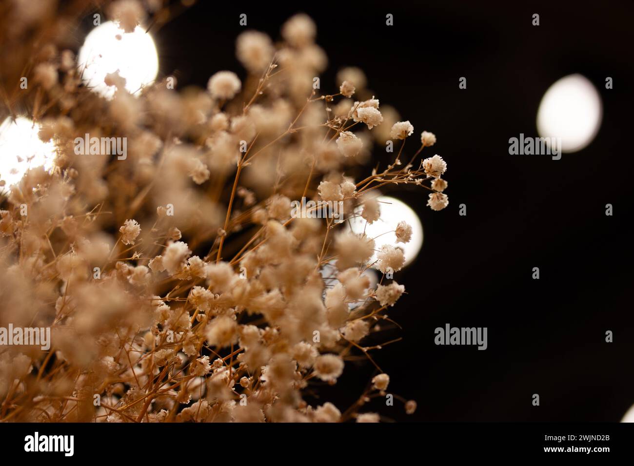 Getrocknete beige Blüten auf schwarzem Hintergrund. Kleine getrocknete Blütenstände von Wildblumen. Blumenkomposition im dunklen Innenraum. Floristisches Hochzeitskonzept. Stockfoto