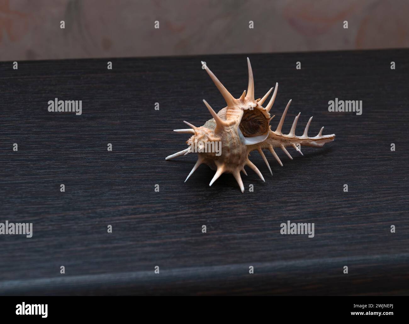 Muschel von dunkelgelber Farbe auf braunem Hintergrund. Stockfoto