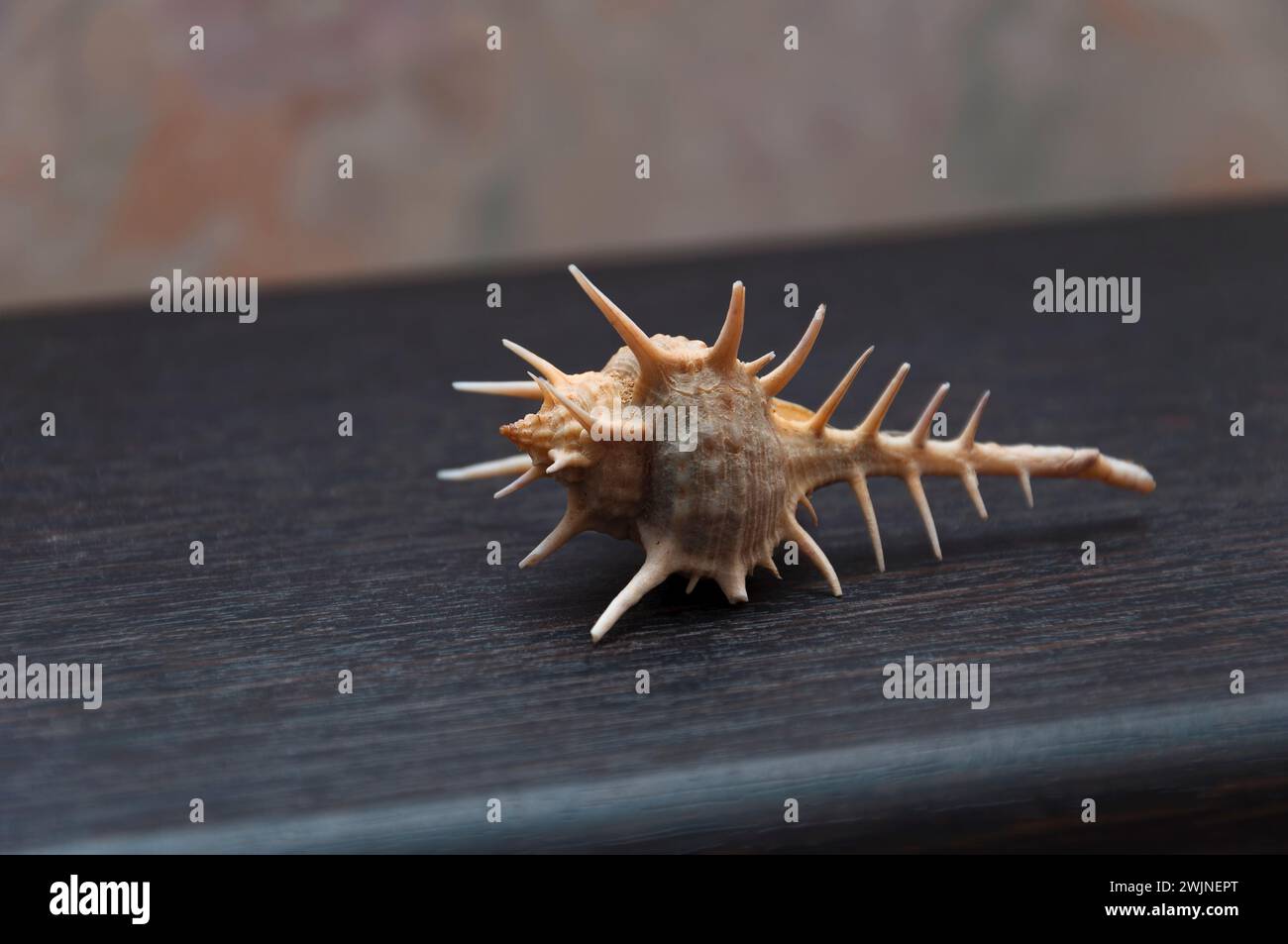 Muschel von dunkelgelber Farbe auf braunem Hintergrund. Stockfoto