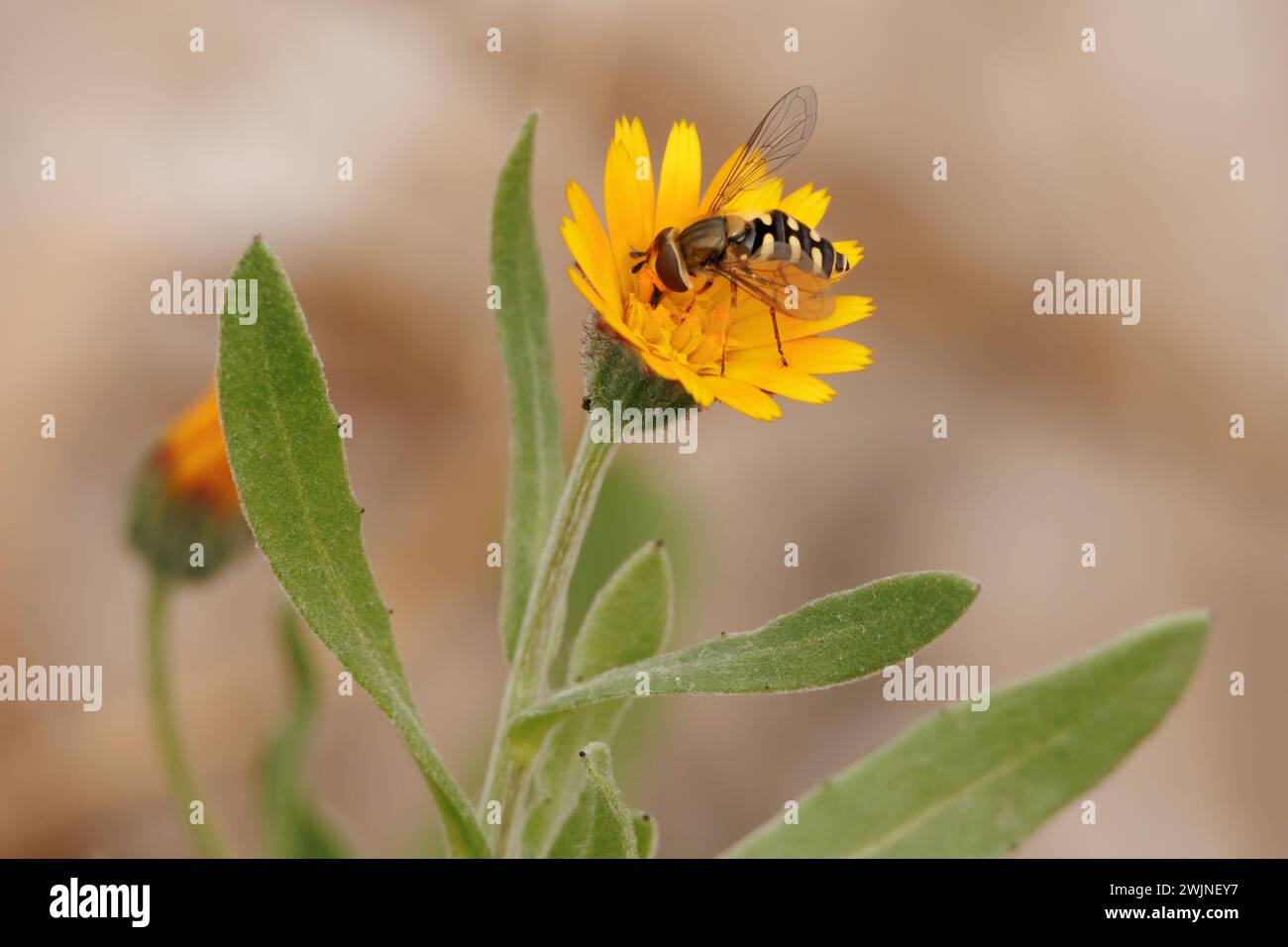 Bienenfliege (Syrphidae) ernährt sich von Pollen an Calendula arvensis und Bestäubung. Alqueria de Aznar, Spanien Stockfoto