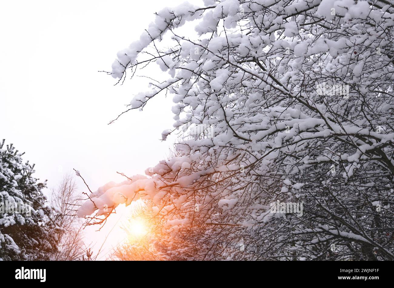 Die Sonne scheint durch die Bäume. Wintermorgen. Stockfoto