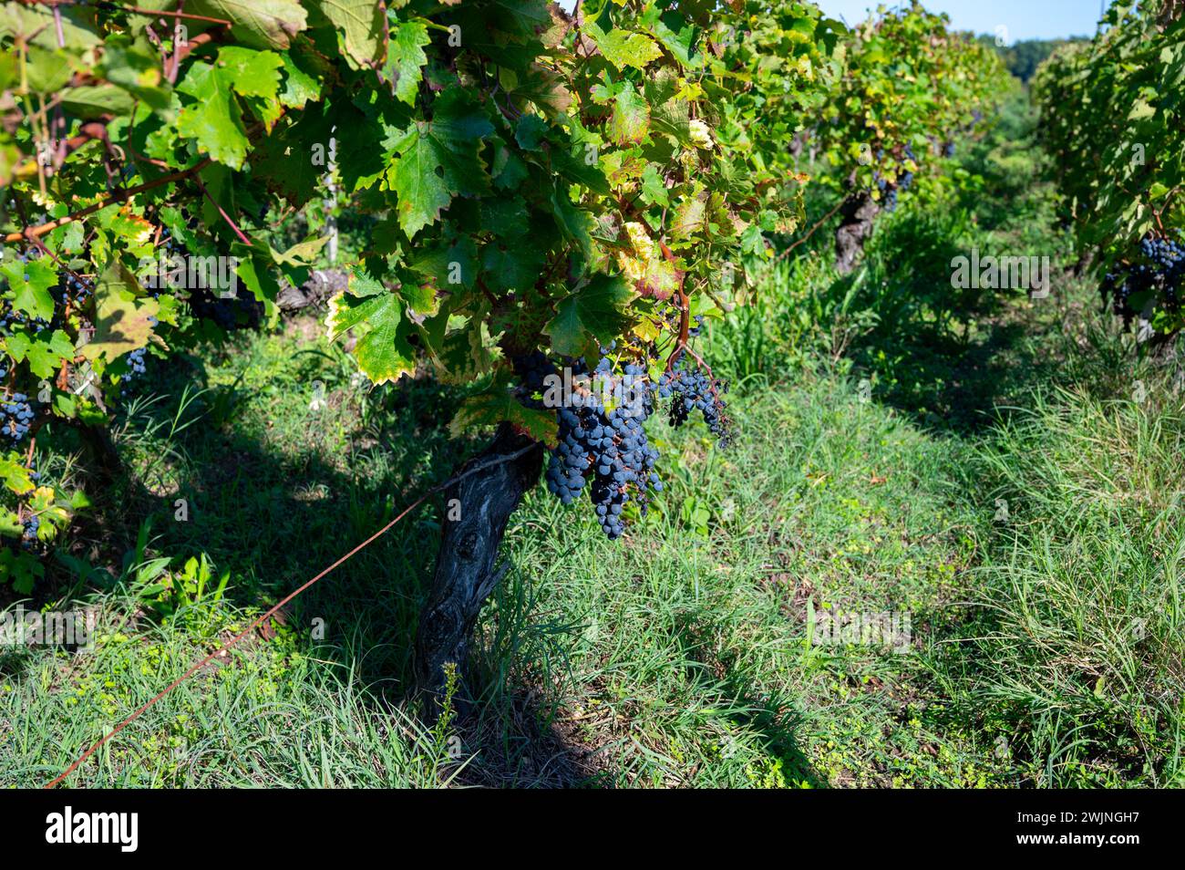 Weinberge im Dorf Pauillac mit Reihen von Reifen roten Cabernet Sauvignon Rebsorten der Haut-Medoc Weinberge in Bordeaux, linkes Ufer der Gironde Mündung Stockfoto