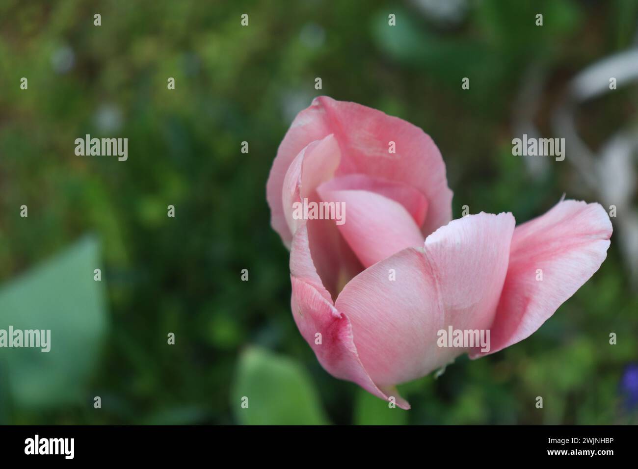 Eine Tulpe im Garten Stockfoto