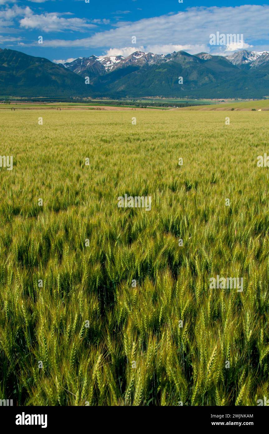 Wheatfield bis Wallowa Mountains, Wallowa County, Oregon Stockfoto