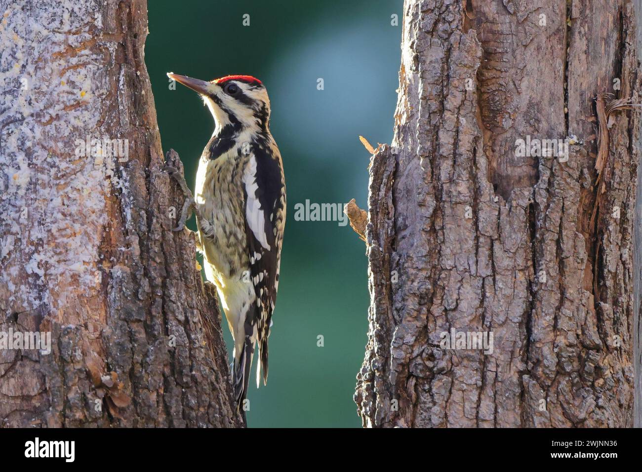 Der Vogel sitzt auf einem Baum, ein Bein hoch Stockfoto