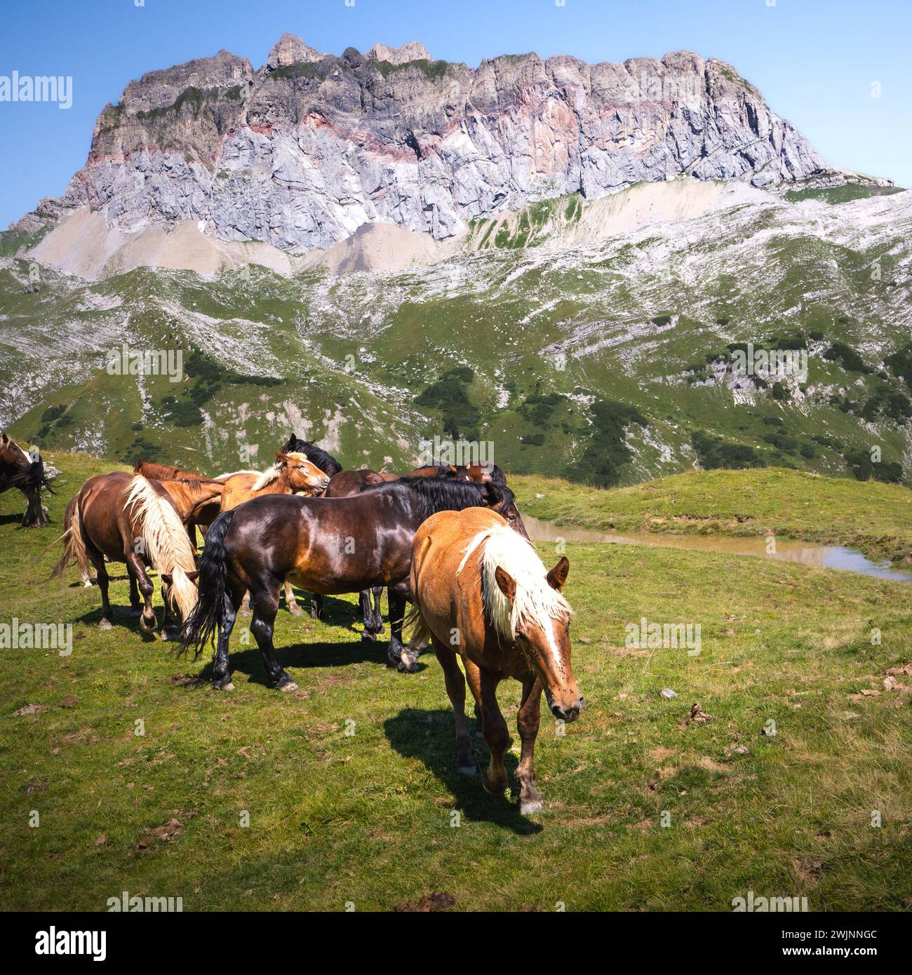 Pferde in einem grünen Tal mit Bergkulisse Stockfoto