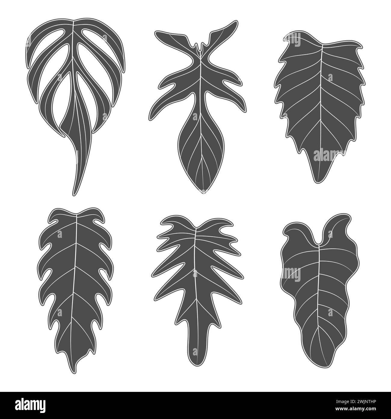 Schwarz-weiß-Illustrationen mit Monstera-Creeper-Pflanzenblättern. Isolierte Vektorobjekte auf weißem Hintergrund. Stock Vektor