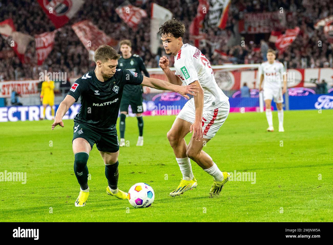 1. FC Köln gegen SV Werder Bremen, Fussball, 1. Bundesliga 22. Spieltag, Saison 2023/2024, 16.02.2024 Zweikampf zwischen Mitchell Weiser SV Werder Bremen, 08 und Max Finkgraefe 1. FC Köln, 35. Fußball: 1. Bundesliga, Saison 2023/2024, 22. Spieltag, 1. FC Köln - SV Werder Bremen am 16.02.2024 im RheinEnergieStadion Köln. Wichtiger Hinweis: Gemaess den Vorgaben der DFL Deutsche Fussball Liga bzw. Des DFB Deutscher Fussball-Bund ist es untersagt, in dem Stadion und/oder vom Spiel angefertigte Fotoaufnahmen in Form von Sequenzbildern und/oder videoaehnlichen Fotostrecken zu verwerten bzw. v Stockfoto