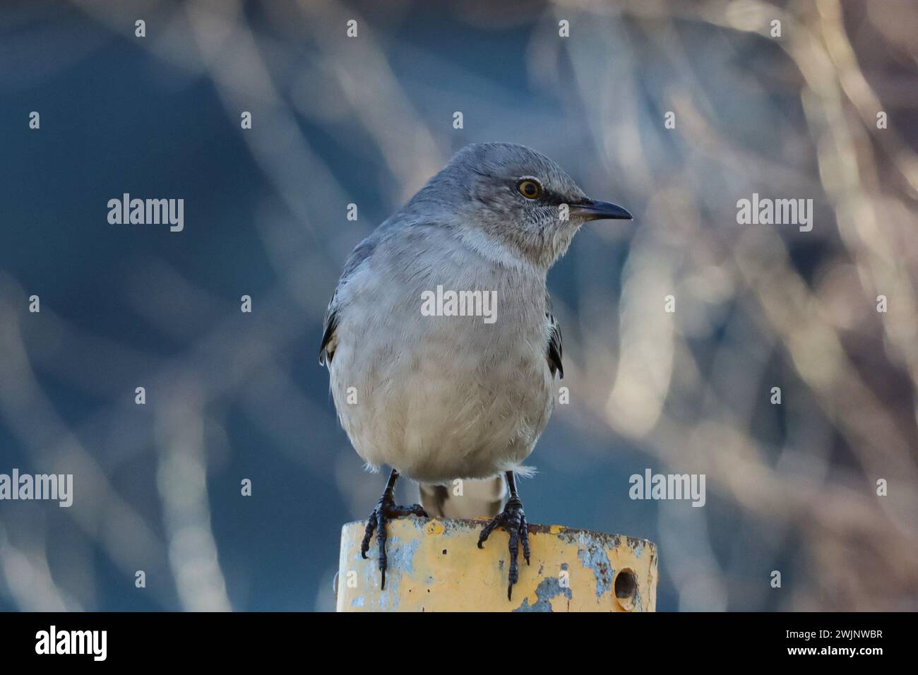 Ein Bild eines nördlichen Mockingvogels, der auf einem Posten im Tommy Thompson Park in Toronto, Ontario, thront. Stockfoto