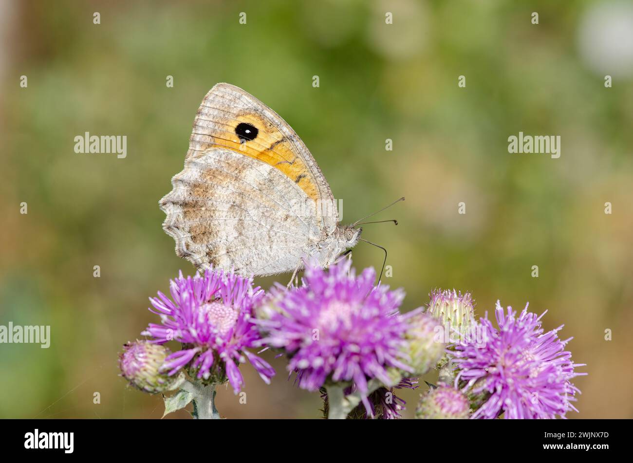 Schmetterling auf einer violetten Blume. Lydian Tawny RockBrown, Pseudochazara lydia Stockfoto