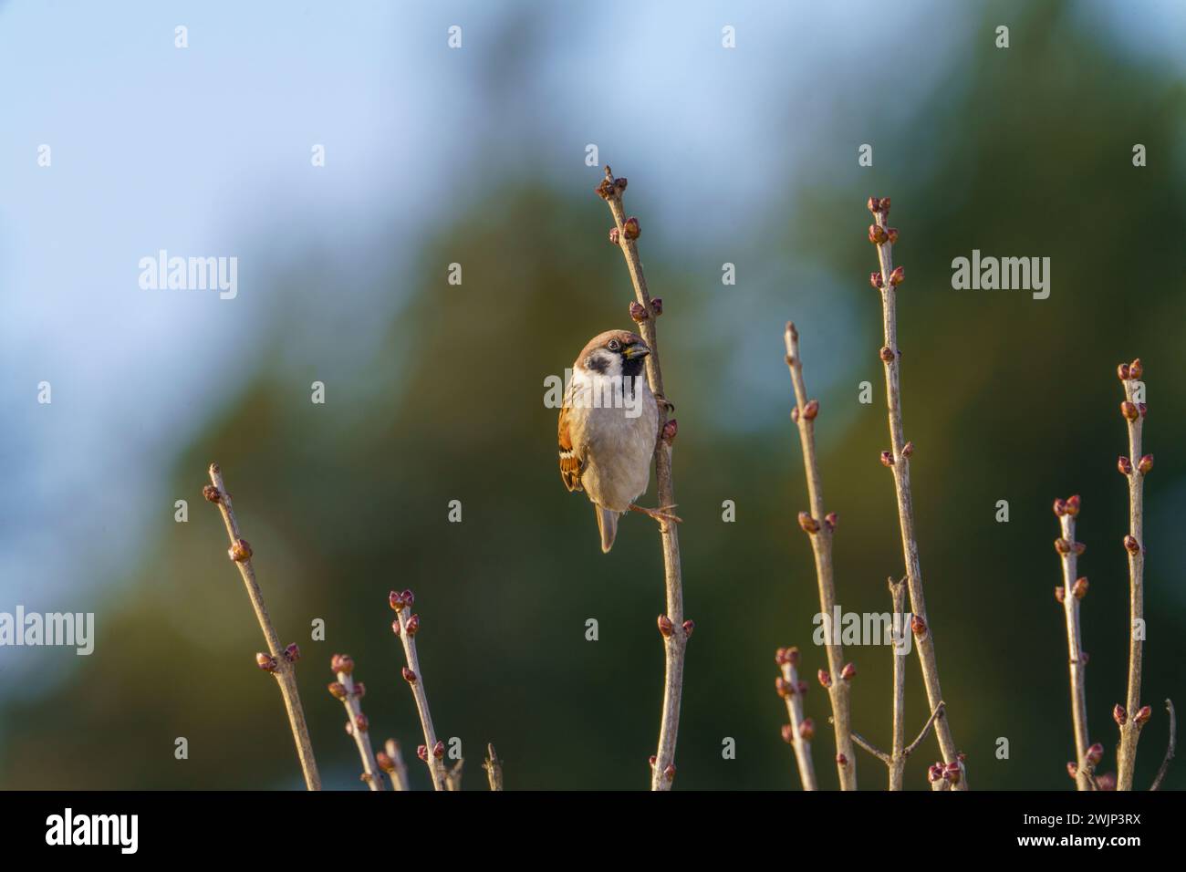 Passer montanus Familie Passeridae Gattung Passer Eurasischer Baumspatzen Deutscher Spatzen Stockfoto