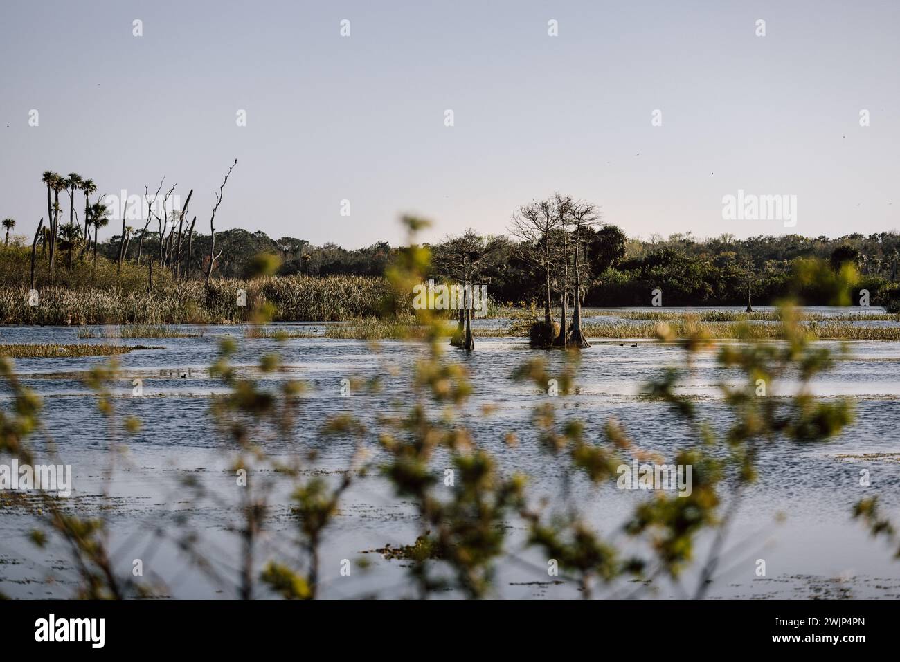 Orlando Wetlands Park Stockfoto