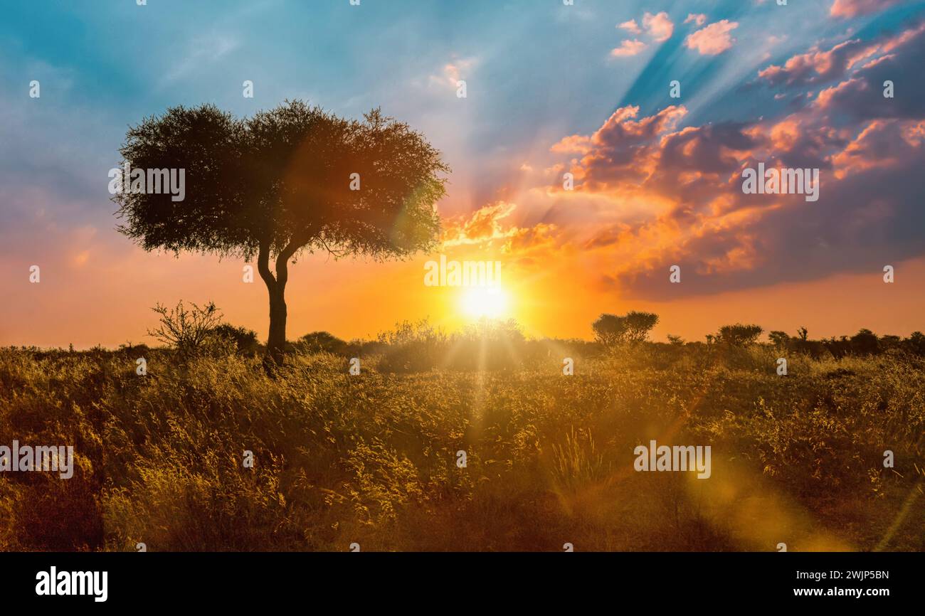 Einzelner Akazienbaum in der Savanne bei Sonnenuntergang, Einsamkeit im wilden, trockenes Gras im Vordergrund Stockfoto