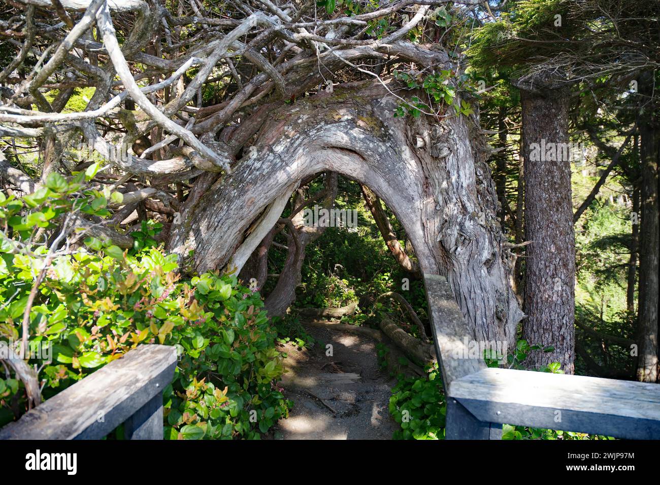 Ein gekrümmter Baumstamm spannt sich über einen Pfad, Fairytale Forest, Ucluelet, Vancouver Island, Kanada Stockfoto