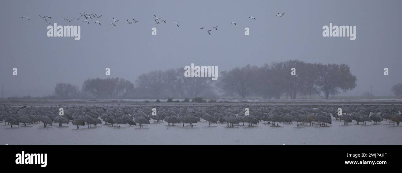 Sanfter Dämmerungsnebel umgibt herrliche Sandhill Cranes und Winterfeuchtgebiete der Bernardo Wildlife Area, New Mexico, in einem stimmungsvollen, langen, umweltfreundlichen Image; Stockfoto