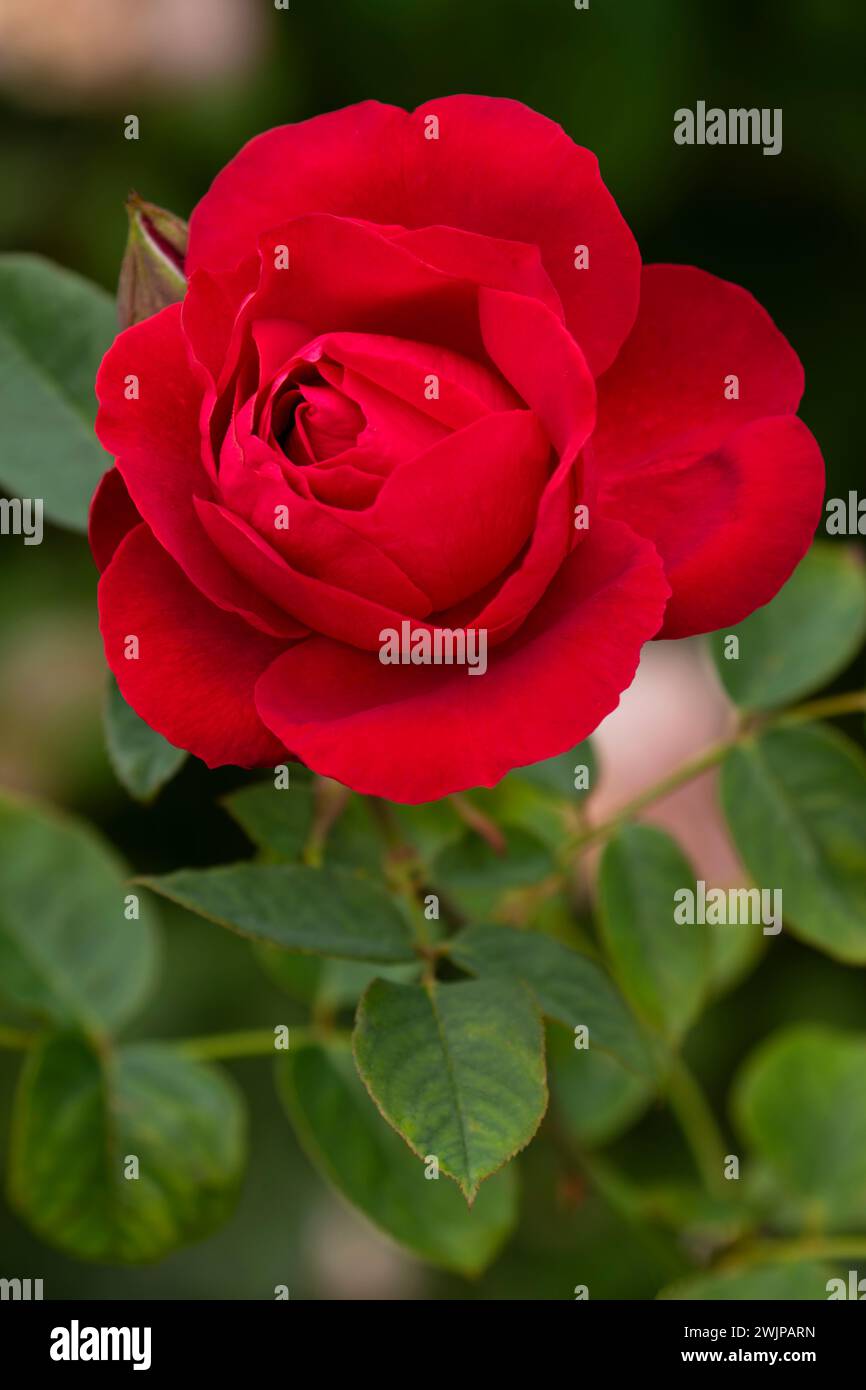 Nahaufnahme im vertikalen Format mit frischem Morgensonnenschein auf roten Rosenblättern im Porträt von Scharlach Rose und grünen Blättern im Queen Elizabeth Park in Vancouv Stockfoto