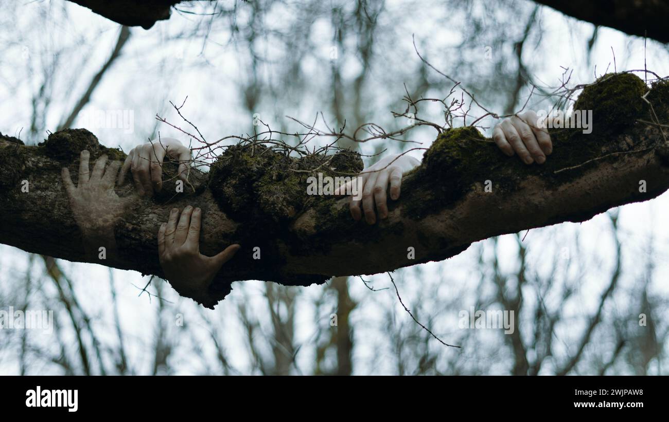 Ein Horrorkonzept. Gruselige Geister wie Hände, die sich an einem Baumstamm festhalten. Im Wald an einem Wintertag Stockfoto