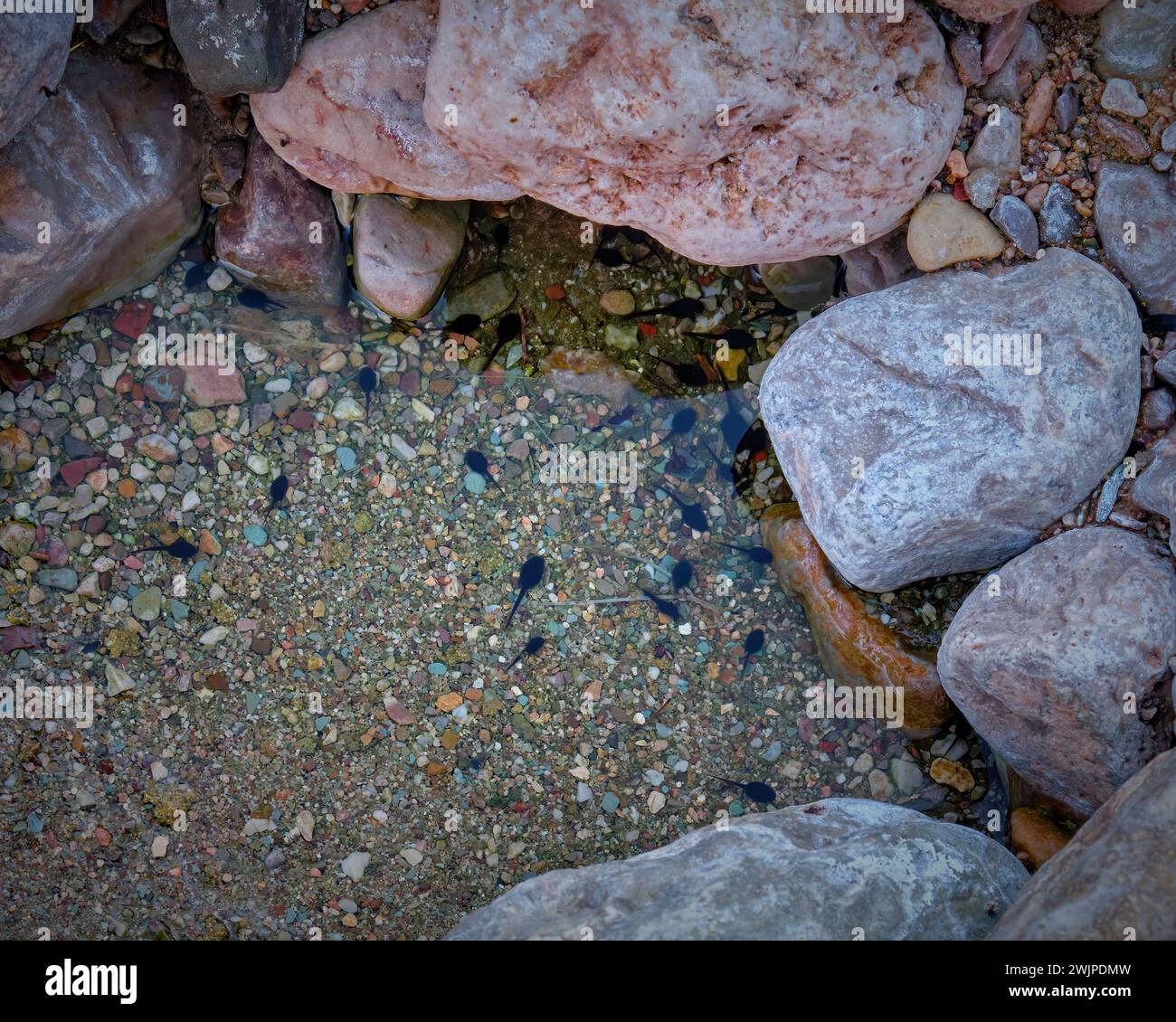 Kaulquetschen in einem winzigen Quellbecken in der meist trockenen Waschanlage am 220 Mile Canyon im Grand Canyon, Arizona. Stockfoto