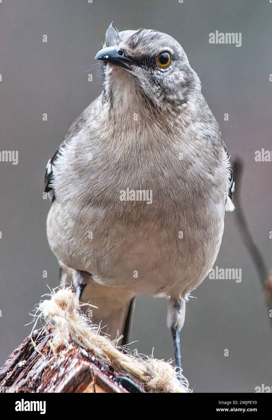 Ein nördlicher Spottvogel auf dem Deck Stockfoto