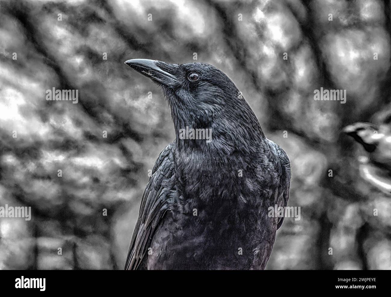 Ein großer schwarzer Vogel kommt auf das Deck Stockfoto