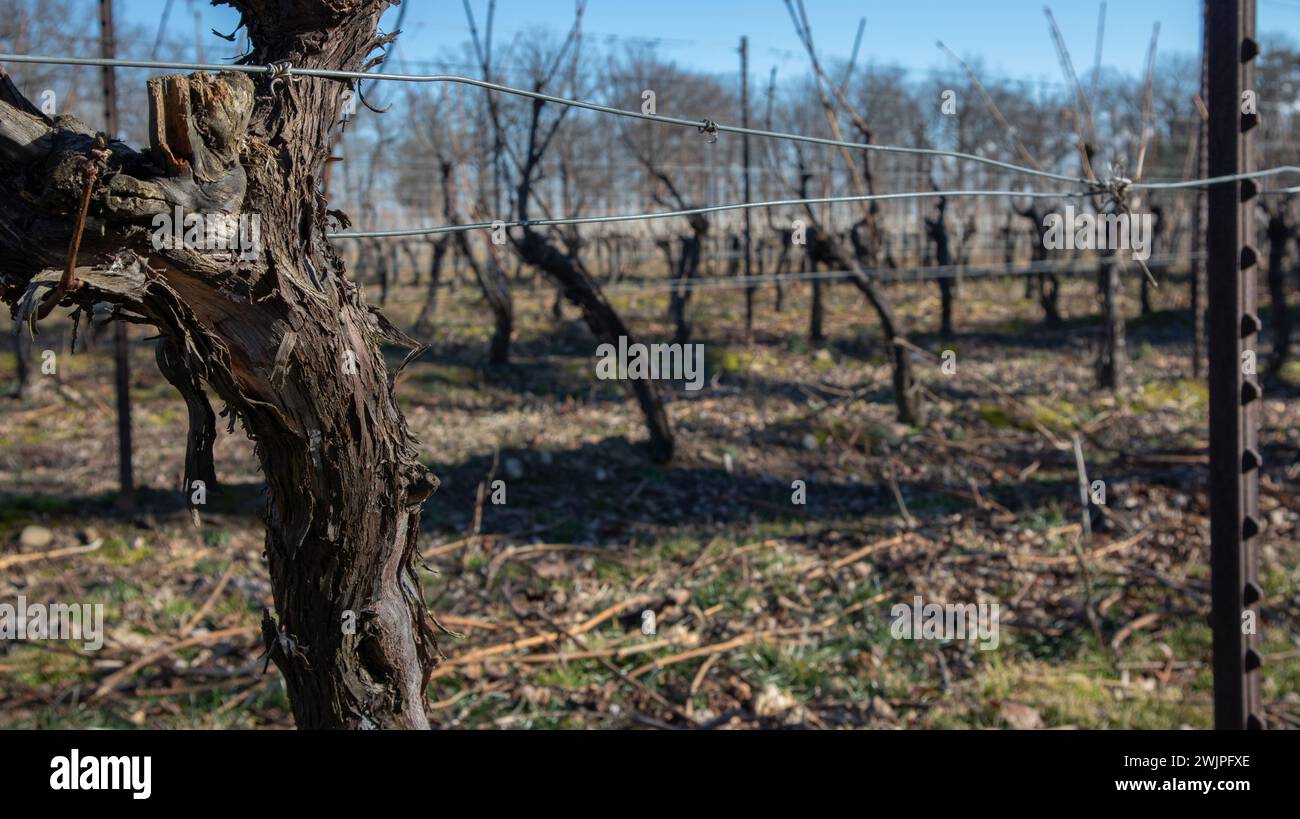 Weinberge, Niagara Region, St. David's. Stockfoto