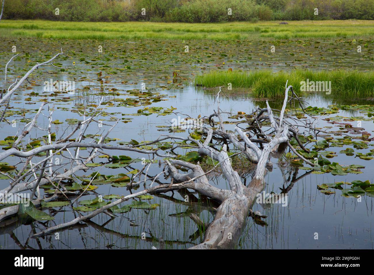 Lily Lake, Steens Mountain Cooperative Management and Protection Area, Steens Mountain Backcountry Byway, Oregon Stockfoto