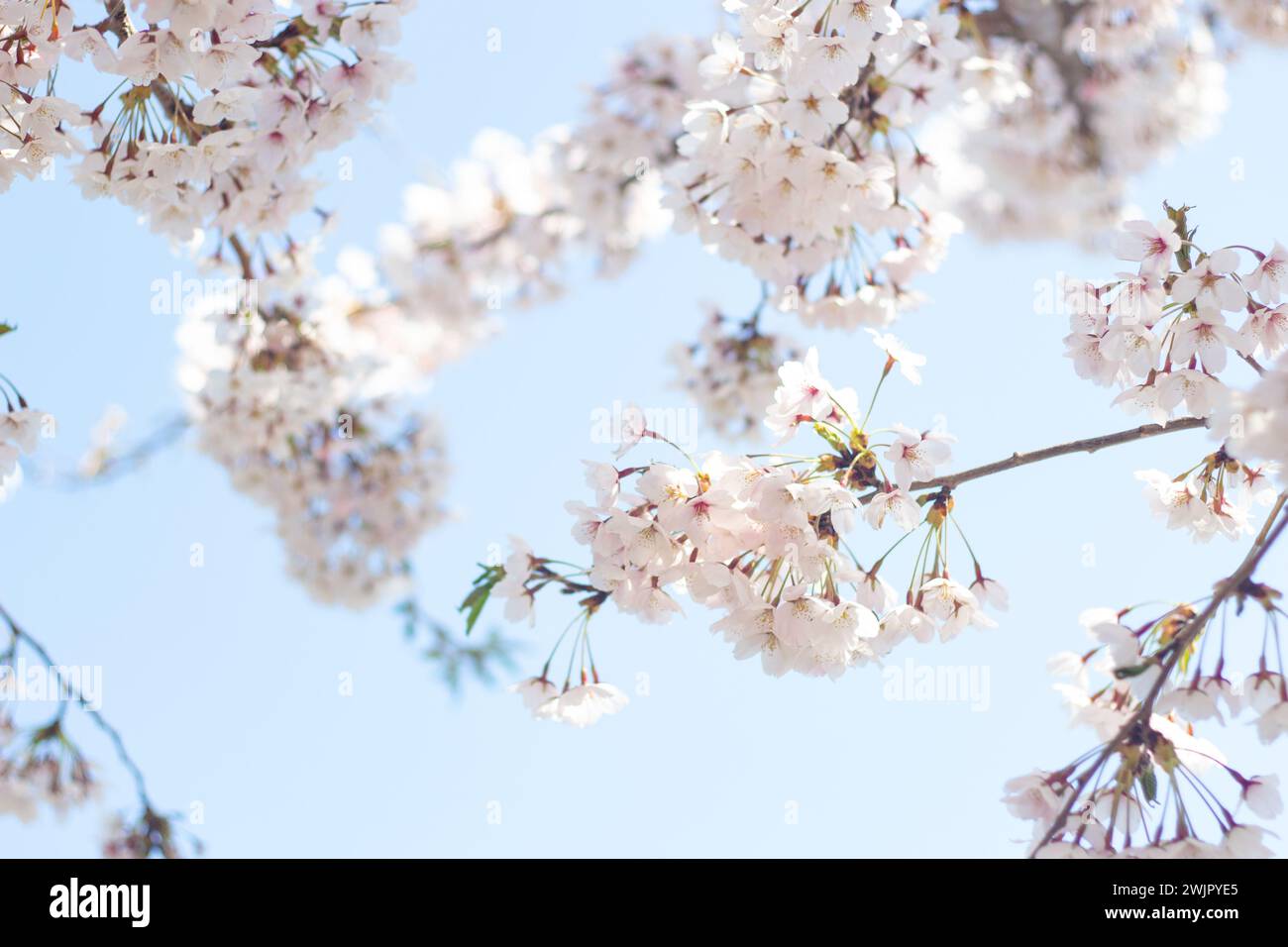 Blick vom Himmel auf süße und schöne weiße Kirschblüten (Sakura-Blume), Goryokaku Park, Hakodate, Hokkaido, Japan Stockfoto