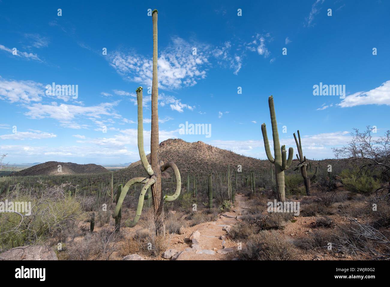 Wanderweg durch die sonora-Wüste Stockfoto