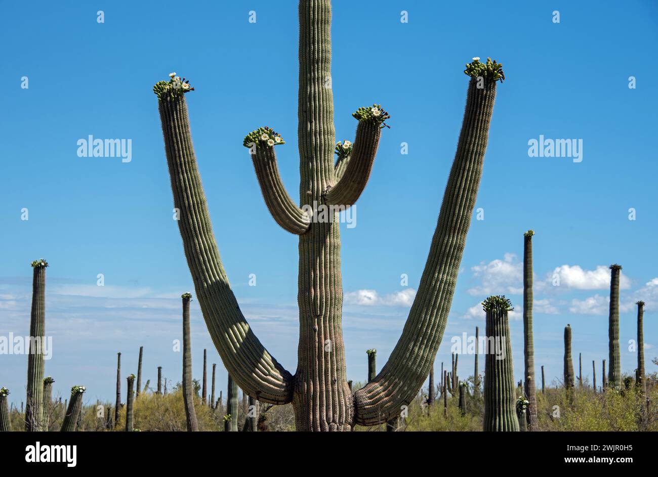 Saguaro Kaktus (Carnegiea gigantea) in voller Blüte Stockfoto