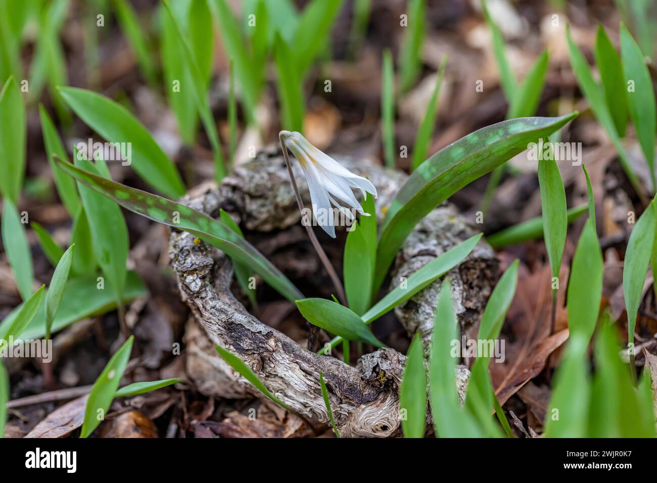 Weiße Forelle Lily, Erythronium albidum, blüht im Frühlingswald des Ledges State Park in der Nähe von Boone, Iowa, USA Stockfoto