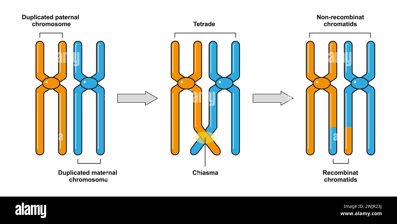 Überkreuzung, Abbildung Stockfoto