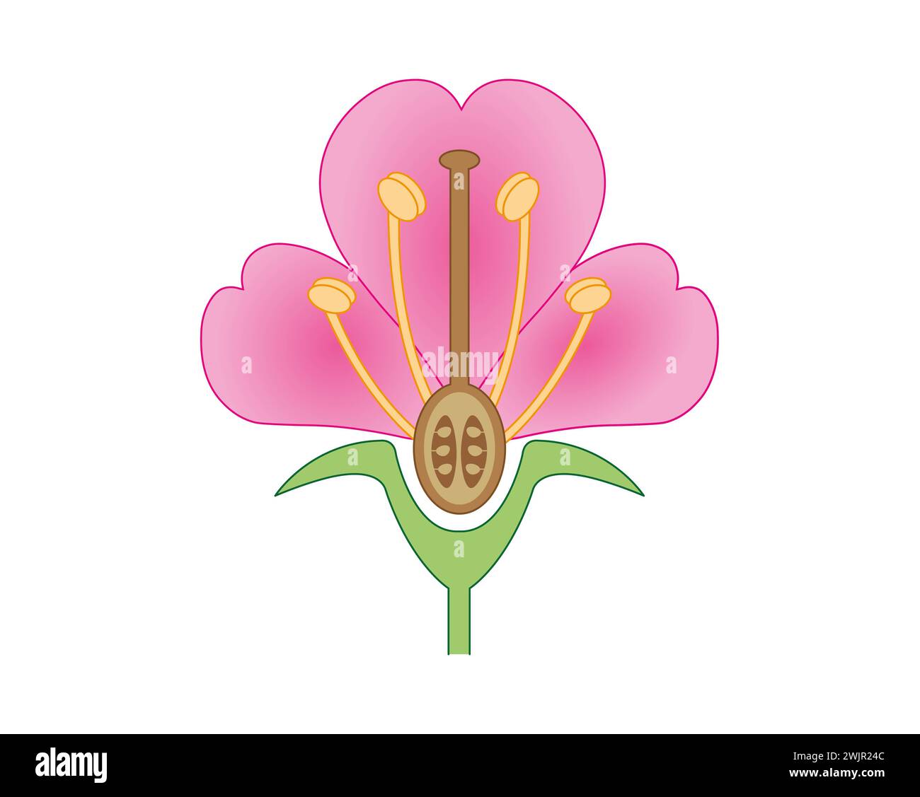 Blumenanatomie, Illustration Stockfoto