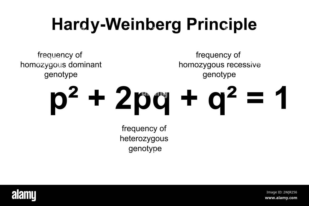 Hardy-Weinberg-Prinzip, Illustration Stockfoto