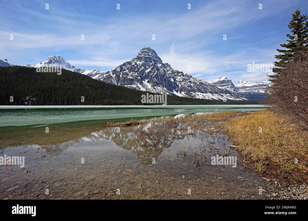 Mount Chephren und Baum - Waterfowl Lake, Kanada Stockfoto