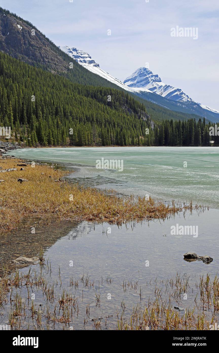 Waterfowl Lake vertikal, Kanada Stockfoto