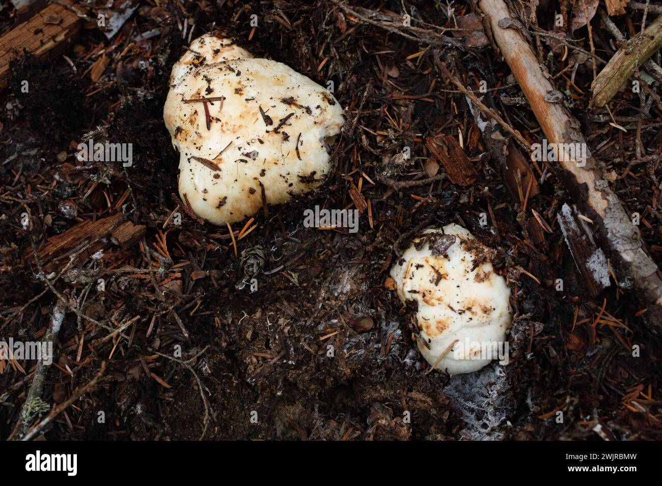 Matsutake Pilzmützen, Tricholoma murillianum, durch den Waldboden unter Western Hemlock und gemischte Nadelbäume, oben auf der Ruby Loop, westlich von Stockfoto