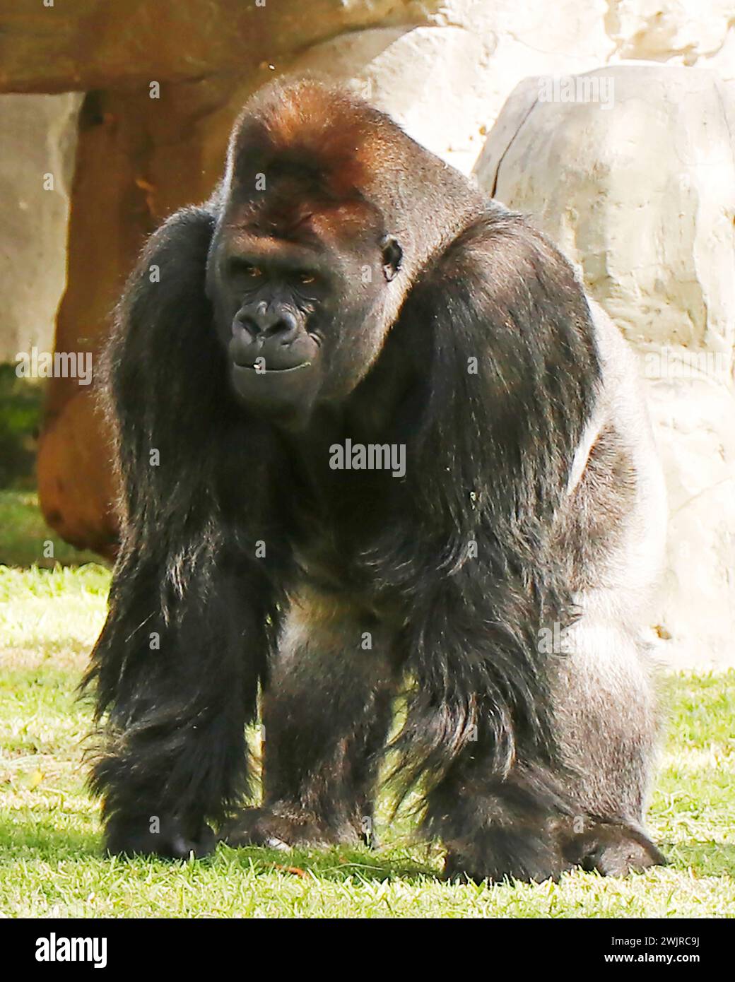 Gorillas in einem Zoo, überwiegend bodenbewohnende Menschenaffen, die in den tropischen Wäldern des äquatorialen Afrikas leben Stockfoto