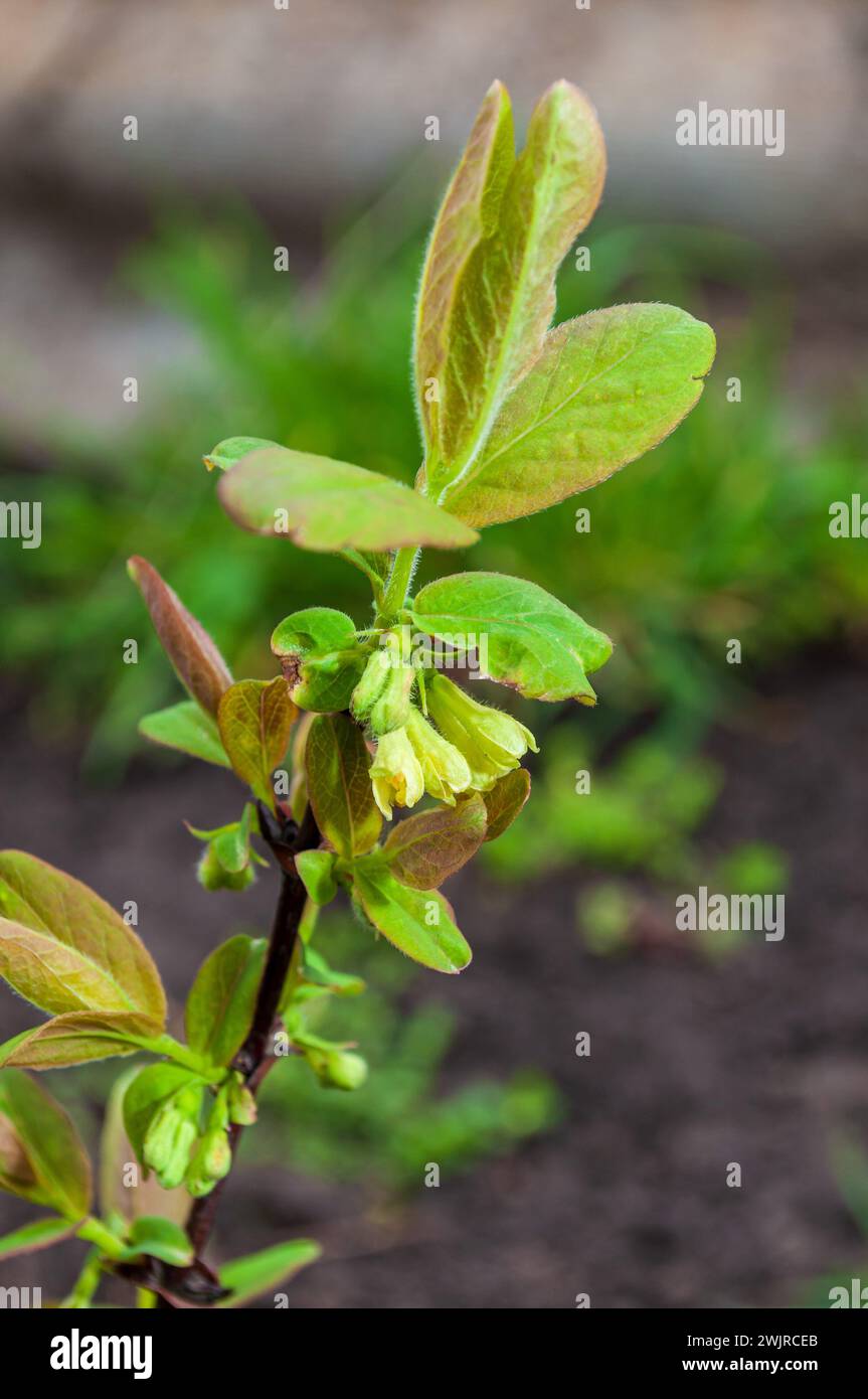 Ein detaillierter Blick auf eine essbare Agro Geißblatt Pflanze mit ihren leuchtend grünen Blättern aus nächster Nähe. Stockfoto