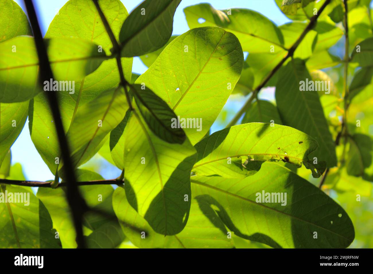 Natürliche Fotos Stockfoto