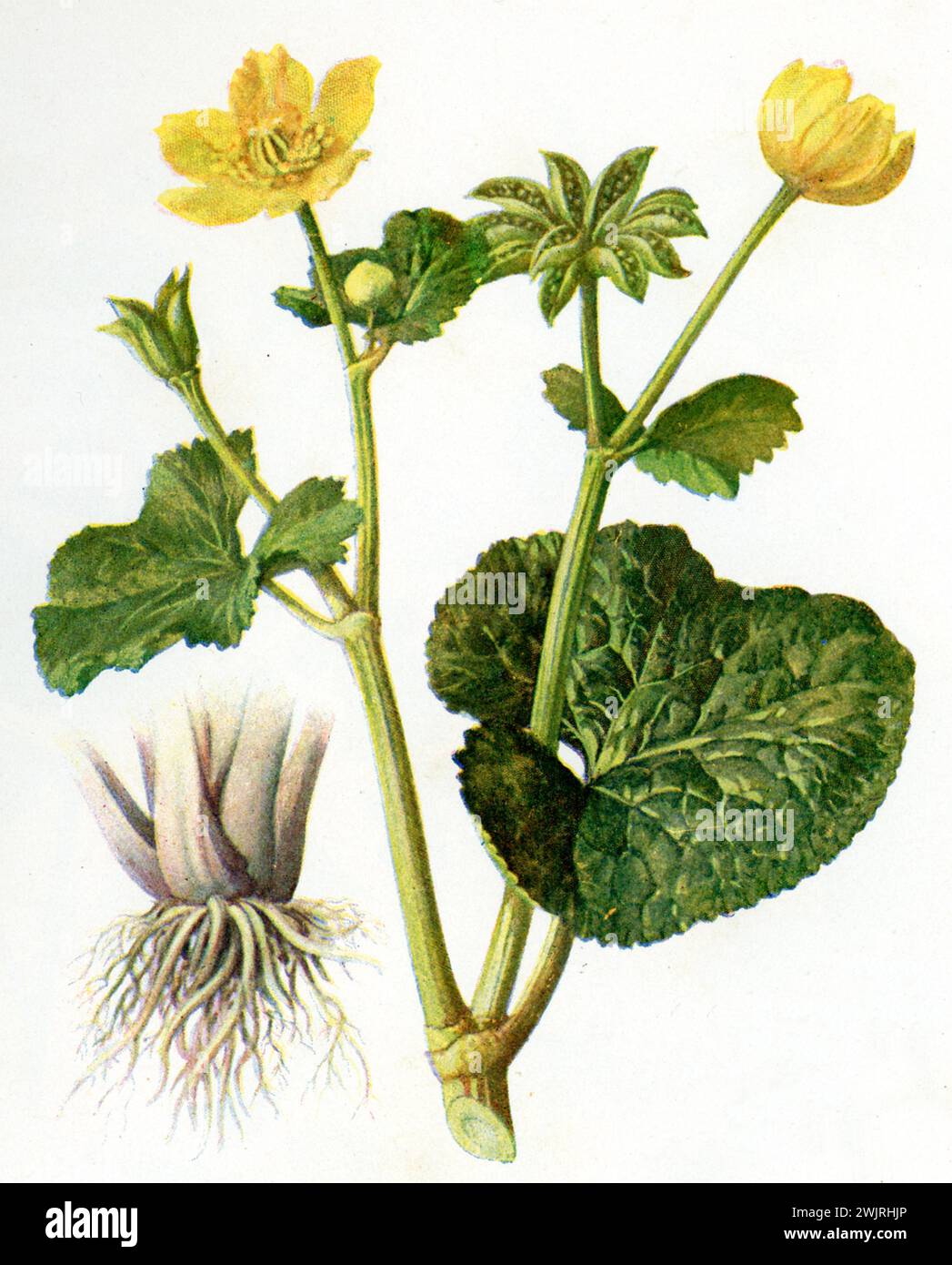 marsh-Ringelblume Caltha palustris, (, ), Sumpfdotterblume Stockfoto